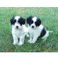 Border Collie Welpen - Hündin