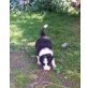Border-Collie Welpen - Hündin