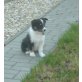 Border-Collie Welpen - Hündin