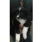 Border-Collie Welpen - Hündin