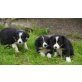 Border-Collie Welpen - Hündin