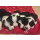 Border-Collie Welpen - Hündin