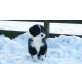Border-Collie Welpen - Hündin