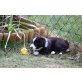 Border-Collie Welpen - Hündin