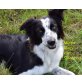 Border-Collie Welpen - Hündin