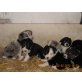 Border-Collie Welpen - Hündin