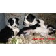Border-Collie Welpen - Hündin
