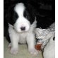 Border-Collie Welpen - Hündin