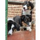 Border-Collie Welpen - Rüde