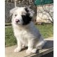 Border-Collie Welpen - Rüde