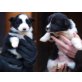 Border-Collie Welpen - Rüde