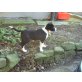 Border-Collie Welpen - Rüde