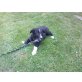 Border-Collie Welpen - Rüde