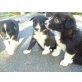 Border-Collie Welpen - Rüde