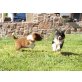 Border-Collie Welpen - Rüde