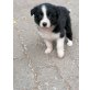Border-Collie Welpen - Rüde