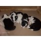 Border-Collie Welpen - Rüde