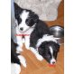 Border-Collie Welpen - Rüde