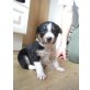 Border Collie Welpen - Rüde