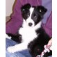 Border-Collie Welpen - Rüde
