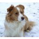 Border-Collie Welpen - Rüde