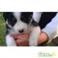 Border-Collie Welpen - Rüde