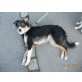 Border-Collie Welpen - Rüde