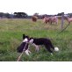 Border-Collie Welpen - Rüde