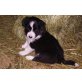 Border-Collie Welpen - Rüde