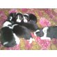 Border-Collie Welpen - Rüde