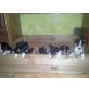 Border-Collie Welpen - Rüde