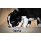 Border-Collie Welpen - Rüde