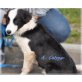 Border-Collie Welpen - Rüde