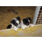 Border-Collie Welpen - Rüde