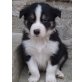 Border-Collie Welpen - Rüde