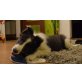 Border-Collie Welpen - Rüde