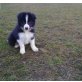 Border-Collie Welpen - Rüde