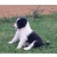 Border-Collie Welpen - Rüde