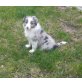 Border-Collie Welpen - Rüde