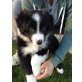Border-Collie Welpen - Rüde