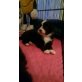 Border-Collie Welpen - Rüde