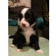 Border-Collie Welpen - Rüde