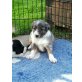 Border-Collie Welpen - Rüde