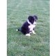Border-Collie Welpen - Rüde