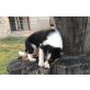 Border-Collie Welpen - Rüde