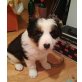 Border-Collie Welpen - Rüde