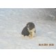 Border-Collie Welpen - Rüde