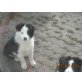Border-Collie Welpen - Rüde