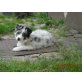 Border-Collie Welpen - Rüde