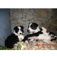 Border-Collie Welpen - Rüde